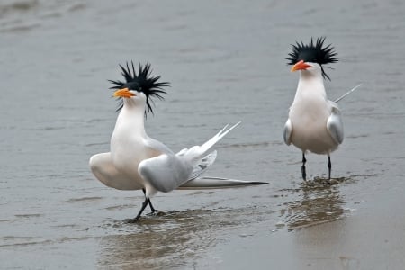 (Punk Rocking) Terns - terns, animals, water, birds