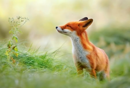 Fox - vulpe, animal, fox, red, green, flower