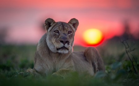 Lion - lioness, animal, sunset, lion