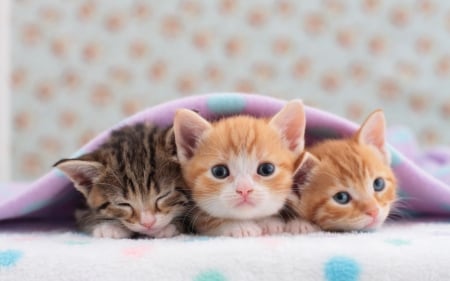 Kittens - animal, pisica, kitten, trio, cat