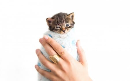 Kitten - pisica, animal, cute, kitten, cat, hand