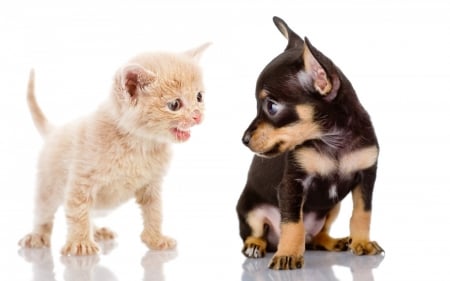 Kitten and puppy - dog, cat, pet, pisica, animal, cute, caine, puppy, couple