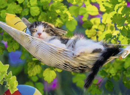 Kitten on holiday - vara, hammock, summer, funny, pisica, kitten, animal, green, cute