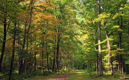 Forest - path, trees, forest, nature