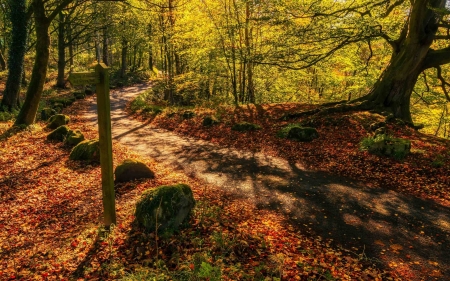 Old Road - nature, forest, moss, road, rocks