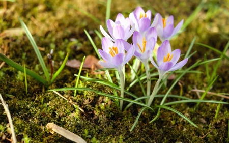 Crocuses on Moss - moss, flowers, spring, crocuses