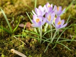 Crocuses on Moss