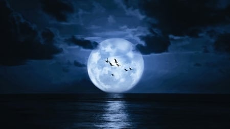 Super Moon Above The Sea - clouds, moon, birds, nature, sea, night