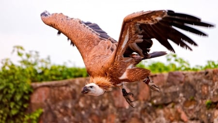 Vulture Flight - vulture, bird, animal, predator, flight, wings