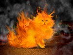 Fiery Cat