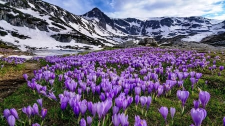 Spring in the mountains - crocuses, hills, mountain, flowers, spring