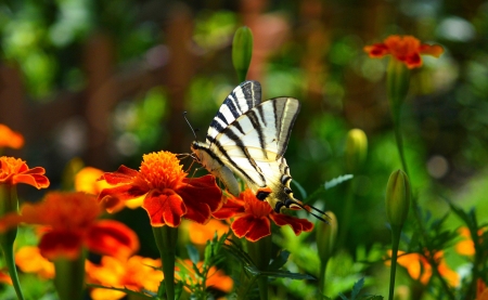 Spring beauty - garden, flower, butterfly, beautiful, spring, park