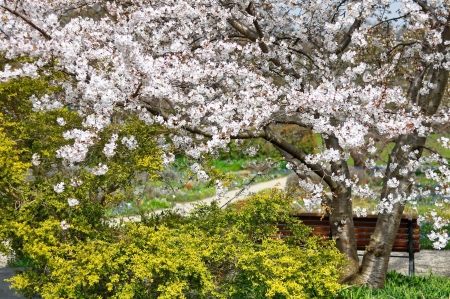 Spring park - blooms, park, bench, spring, blossoms, rest, tree, flowers, grass