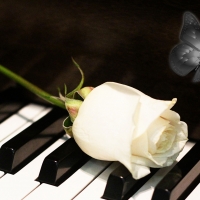 White Rose Piano Keys