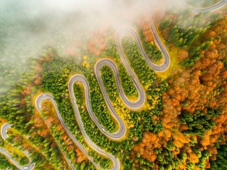 Autumn Road - fog, autumn, forest, trees