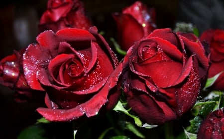 Red Roses - love, rose, flower, red