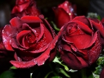 Red Roses