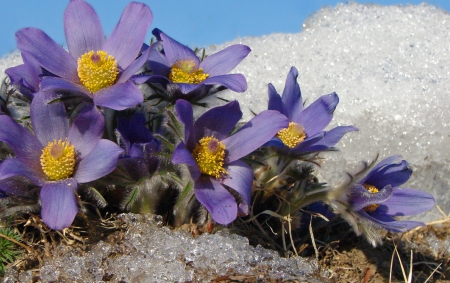 Purple at winter - winter, purple, flower, snow