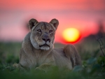 Lioness at Sunrise in Liuwa Plain, Zumbia