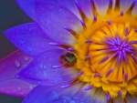 Frog on a lotus flower