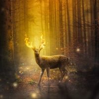 Magical deer