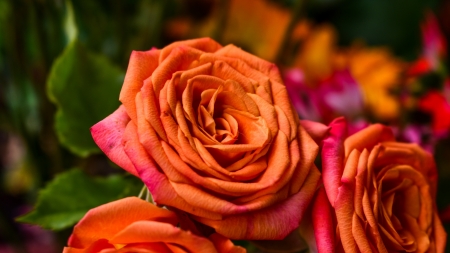 Roses - trandafir, vara, orange, summer, rose, flower