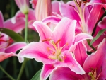 Pink lilies