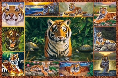 Collage - animal, collage, tiger, tigru