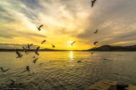 Seagulls at Sunset - sunset, nature, seagull, ocean, sky