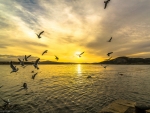 Seagulls at Sunset