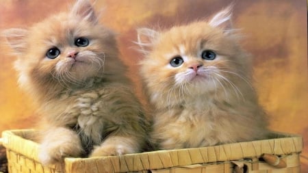 Small Kittens - fluffy, cat, animal, cute, kitten