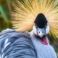 Grey crowned crane