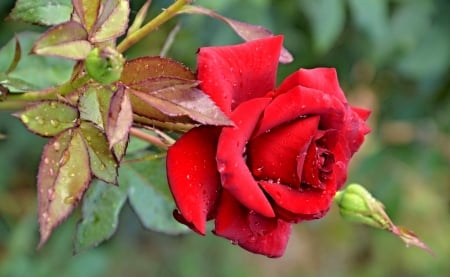 Red Rose - love, garden, rose, red