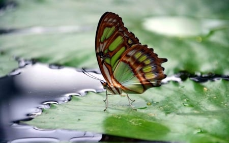 Butterfly on Leaf - leaf, animal, butterfly, nature