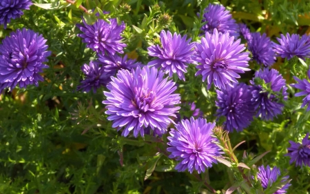 Purple Chrysanthemums - nature, purple, flowers, chrysanthemums