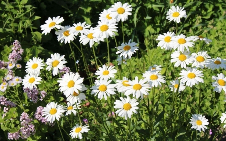 Daisies - white, nature, flowers, daisies