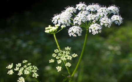 Wild Flowers - flowers, white, nature, wild