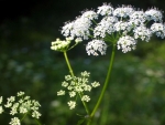 Wild Flowers