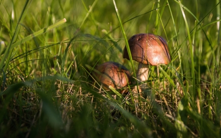 Mushrooms - mushrooms, grass, nature, green