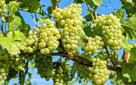 Grapes - nature, grapes, vine, berries