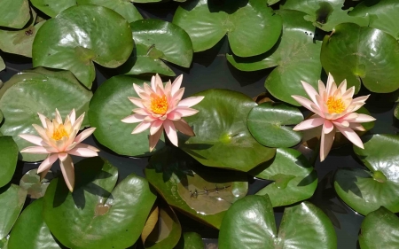 Waterlilies - leaves, waterlilies, nature, flowers