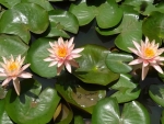 Waterlilies