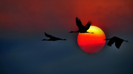 Crane Silhouette in the Sunset - flying, nature, silhouette, crane, sunset, birds