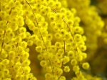 acacia