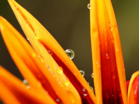 DEW ON PETALS - drop, dew, flower, petals