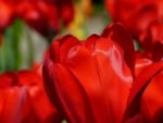 RED TULIPS