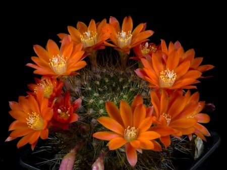 ORANGE CACTUS FLOWERS - CACTUS, IMAGE, ORANGE, FLOWERS