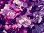 LILAC FLOWERS