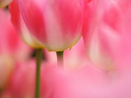 PINK TULIPS - flowers, tulip, pink, pretty