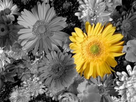 SINGLE YELLOW FLOWER - IMAGE, NATURE, FLOWER, YELLOW